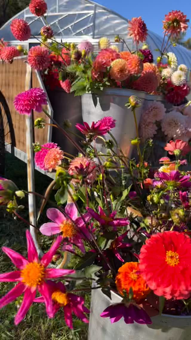 Stop by the shop for our very last 💜DAHLIA BLOOM BAR💜 of the season!
TODAY — Saturday, October 11th / 11:30am-5:00pm
What a remarkable first growing season. Thanks, all, for appreciating our flowers with us! (Also… high five! We did it! We grew a field of flowers!)
#dahlia
#dahliaseason
#dahlialove
#flowerfarm
#hudsonvalley
#treehornfarm
#flowerfarmer
#flowersandbooks
#upstateny
#upstate
#regenerativeagriculture
#flowers
#firstfrost
#firstyearflowerfarmer