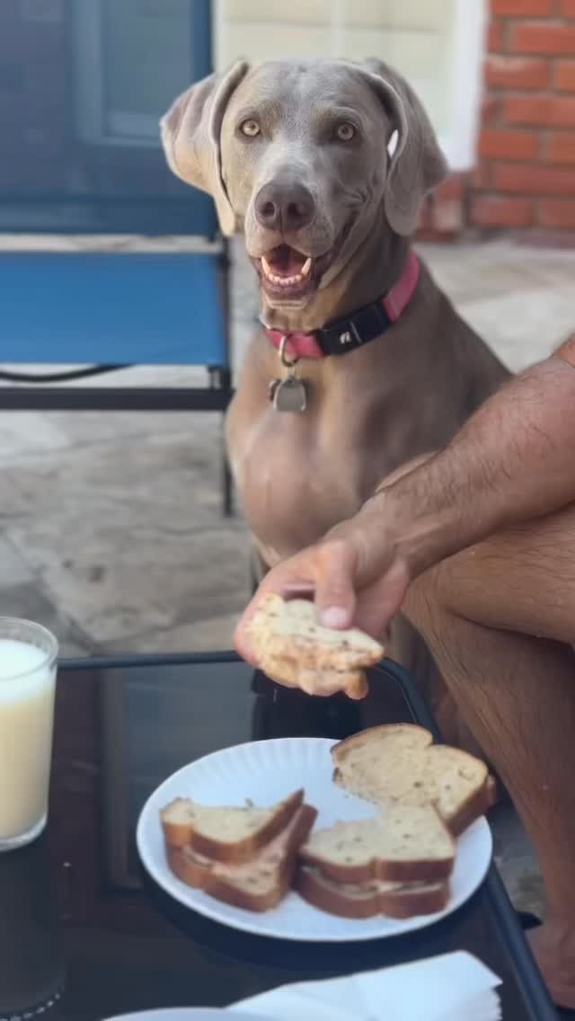 Get in my mouth 😆#weimaraners #weimaraner #funnydogvideos Join us at DOGAROOO — the Ultimate Dog Convention! 🐾🐕🐩
Mark your calendars 🗓️ March 6–7, 2027 at the @pasadena_conventioncenter in Pasadena, CA! This is the can’t-miss event for dog lovers everywhere. 🐶✨
Here’s what you & your pup can look forward to:
✨ Vendors & Sponsors with treats, toys, food & must-have products
🎓 Meet & learn from some of the world’s top dog trainers
🏡 On-site adoption area in partnership with local shelters ❤️
👑 Dog costume contest + “Best in Show” competition
🌳 Dog park, pet games, dog art, fashion and fun for the whole family
Our mission at Dogarooo Convention is simple: create the ultimate experience for dog owners while helping pups across California find their forever homes. 🐾
🐕💼 Interested in sponsoring or booking a booth? Email us through the link in our bio today!
📍 Pasadena Convention Center
📅 March 6–7, 2027
#Dogarooo #DogConvention #pasadenadogs #DogParents #DogsOfInstagram #amazonpets #amazondogs #convention #conventions #rescuedogsofinstagram #dogevent #dogreels #doginfluencer #doginfluencers #doginfluencersofinstagram #dogtoysofinstagram #petexpo #funnydogvideos #dogtraining #dogtrainers #dogtreat #funnydogs #funnydog #losangelesdogs #weimmoments #doginfluencersofinstagram #funnydogreels #weimaraners #weimsofinstagram #weimaddict