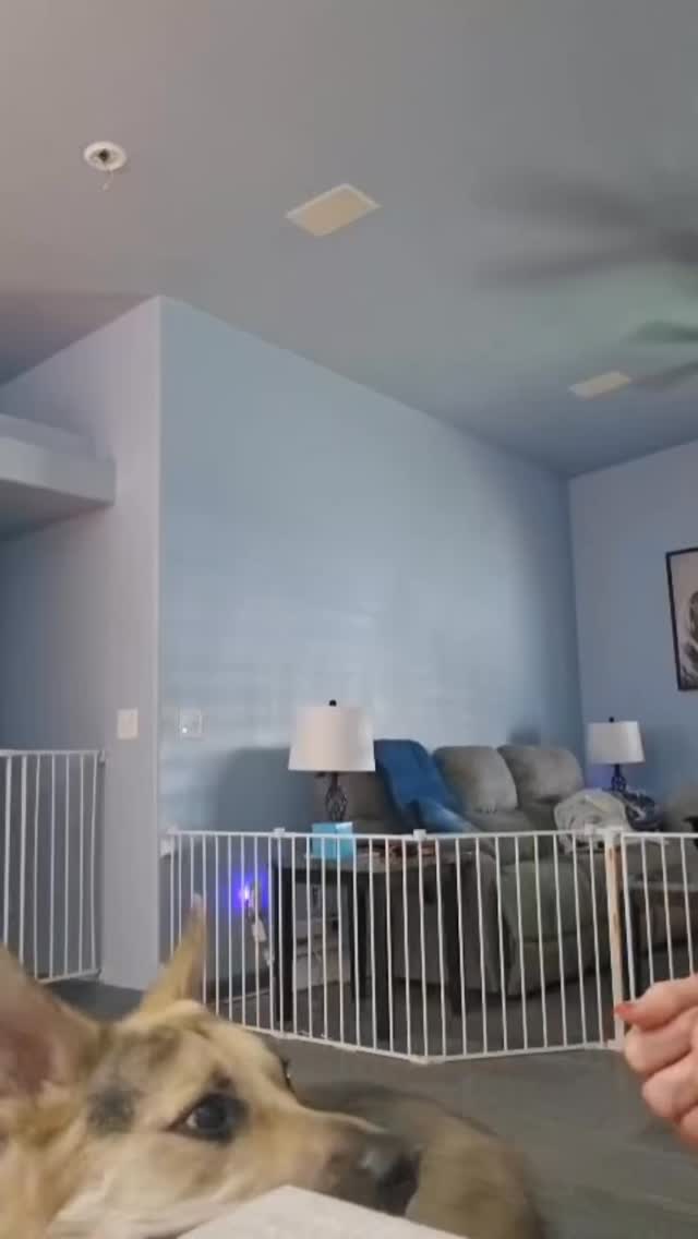 Eye 👁️ Contact! Ghost’s brain is moving at lightning speed, so I’m slowing him down with a fun game. He has to back off my hands (no biting, no bumping) and give me eye contact until he gets his treat. It’s all about concentration and mental exercise.
Stay tuned for more with Ghost!
#abetterpetdogtraining #dogtrainingvideos #dogsoflasvegas #vegasdogs #lasvegasdogtrainer #explore #fypシ #lasvegasdogtraining #vegasdogs #dogreels #mustlovedogs #doglife