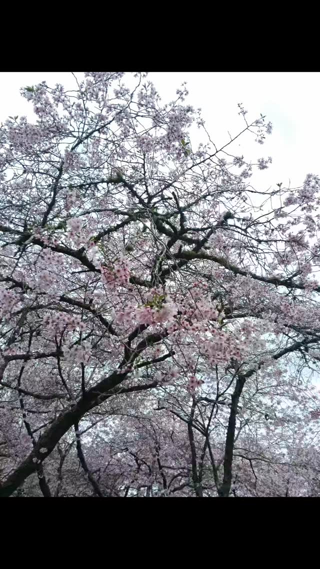 Hanami with JETAA AKL friends and alumni!
Spring 🌼🌱 season is here!
What a wonderful way to celebrate the change of season 😍 with great food, the best company, and most of all memories of Japan and sharing stories with friends... Enjoy the Spring clean / reset! And we shall see you at the next JETAA Auckland event! 😁🌼🌱😍🤗
#jetaaauckland #jetnz #jetprogramme #cherryblossoms #hanami #jetaanz