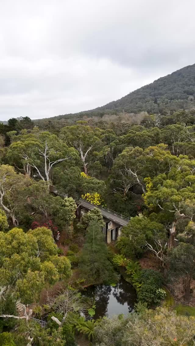 A glimpse of what’s possible when quality plants and materials come together.
Many of the plants and landscaping supplies in this garden were sourced from Macedon Nursery & Garden Supplies.
.
.
.
.
.
.
#macedonnursery #macedongardensupplies #macedonrangesgardens #macedon #macedonranges #mountmacedon #woodend #gisborne #melbournegardens #macedonrangesnaturallycool #visitvictoria #australiangardening #gardeninspiration #landscapedesign #localgardencentre