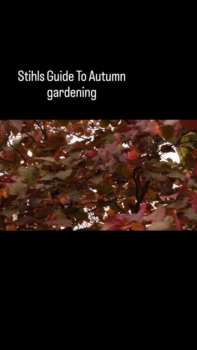 Stihls guide to Autumn gardening