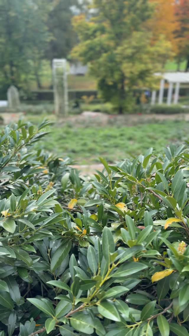 Achtsamkeitsübung für unterwegs im Herbst.
Lass zwei Kastanien in deinen Händen kreisen, ohne dass sie sich berühren. Wenn du die Drehrichtung wechselst und auch die Hand, wird es noch ein bisschen anspruchsvoller. Viel Spaß beim nachmachen.
#ichliebeyoga #yogaliebe #achtsamkeit #achtsamkeitsübung #herbstliebe #kastanien