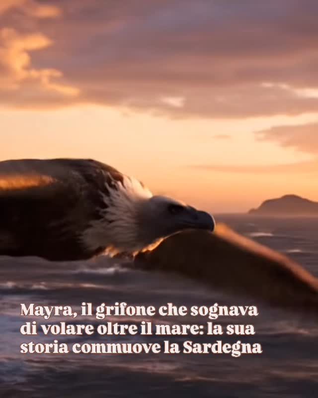 🌊🦅 Mayra, giovane grifone dal cuore libero, ha affrontato il mare della Sardegna con coraggio e speranza. Liberata il 3 ottobre a Villasalto, proveniva dalla Francia ed era parte del progetto LIFE Safe for Vultures, impegnato a restituire il cielo ai maestosi avvoltoi. 💔 Il suo volo verso l’orizzonte è stato un viaggio di scoperta e sfida, un atto di libertà che si è purtroppo interrotto nelle acque di Serpentara. Il suo sacrificio non è vano: la scienza e la natura si intrecciano nella sua storia, svelando segreti sul comportamento di queste grandi creature e sull’importanza di proteggerle. 🌍💚 In ogni battito d’ali di Mayra c’è il desiderio di sopravvivenza e di ritorno a casa, e con lei continua la lotta per la conservazione delle popolazioni selvatiche del Mediterraneo. La sua storia emoziona e insegna: il volo della vita non sempre è lineare, ma è sempre prezioso. 🌟 Scopri di più sul viaggio di Mayra e sul progetto LIFE Safe for Vultures su SHmag.it! 🌊🦅 Mayra, giovane grifone dal cuore libero, ha affrontato il mare della Sardegna con coraggio e speranza. Liberata il 3 ottobre a Villasalto, proveniva dalla Francia ed era parte del progetto LIFE Safe for Vultures, impegnato a restituire il cielo ai maestosi avvoltoi. 💔 Il suo volo verso l’orizzonte è stato un viaggio di scoperta e sfida, un atto di libertà che si è purtroppo interrotto nelle acque di Serpentara. Il suo sacrificio non è vano: la scienza e la natura si intrecciano nella sua storia, svelando segreti sul comportamento di queste grandi creature e sull’importanza di proteggerle. 🌍💚 In ogni battito d’ali di Mayra c’è il desiderio di sopravvivenza e di ritorno a casa, e con lei continua la lotta per la conservazione delle popolazioni selvatiche del Mediterraneo. La sua storia emoziona e insegna: il volo della vita non sempre è lineare, ma è sempre prezioso. 🌟 Scopri di più sul viaggio di Mayra e sul progetto LIFE Safe for Vultures su SHmag.it!