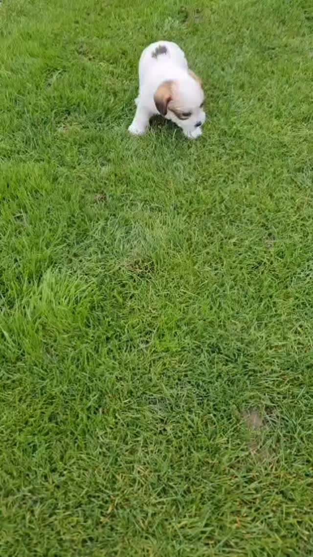 Puppy pouncing!
#pounce #puppyfun #puppylife #jackrussell #jrt #jrtpuppy #cutie #roughcoat #availablepuppies #jackcambjrt #jackccambdog #fun #puppylove #jackcambpups #jackcamblitterd