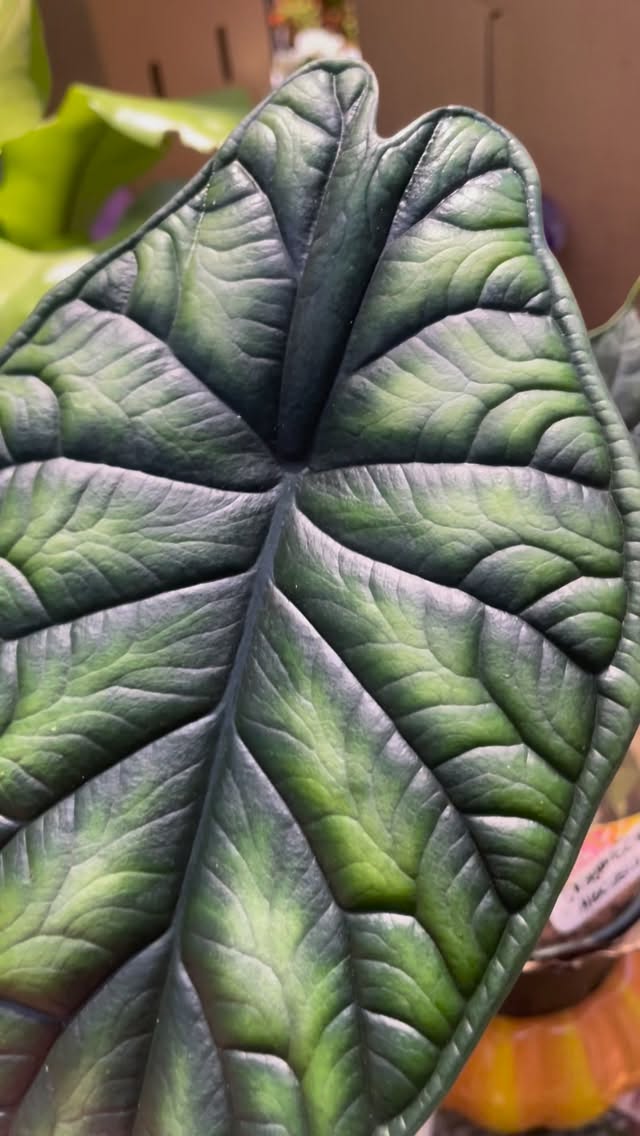 New plants including these finds alocasia dragon scale & African mask. Stunning!! Get your fix you addicts! #codywyoming #dosomethingyoulove #mylittleplantshop #houseplants #allocasia