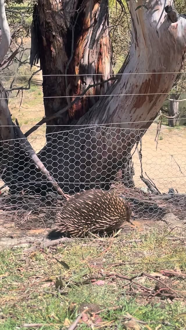 Say hello to a little visitor. This juvenile #echidna was out exploring and wandered into our house yard. #lappifarm #farmstay #visitnsw #snowymountains
