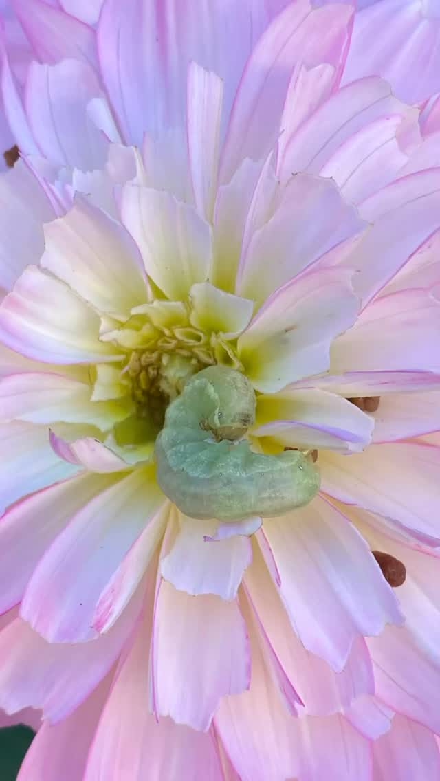 This little guys got a taste for Dahlias, looks like heâs sleeping off a feast! #insectsofinstagram #dahlialover #merlinlawncare