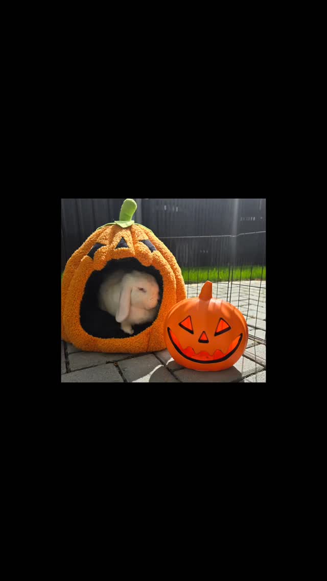 Our favorite time of the year!! Hallowen is at the bunny hotel and Our VIP Pop Corn is enjoying the luxury play time in our spooky ๐ป play ground!!
#thecoolbunnysitters #petsitting #rabbitsitting #bunnylovers #bunnysitting #bunny #rabbit #petcareservices #petcare #halloween #hallowenbunny