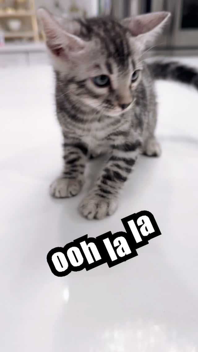 7 week old Silver Bengal boy
#socalbengals #bengalcat #californiabengals #exoticbengal #bengalsofinstagram #greeneyebengal #catlovers #catlovers #catlife #bengalkitten #snowlynxbengals #silverbengal