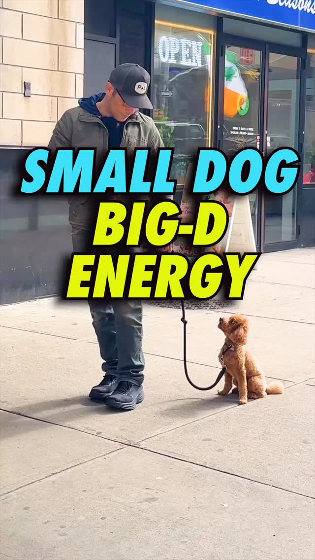 Share this W/ a friend who can use it.
For training in NY or LA hit the DM’s or bio link 👆
#dogs #dogtraining #dogmom #dogdad