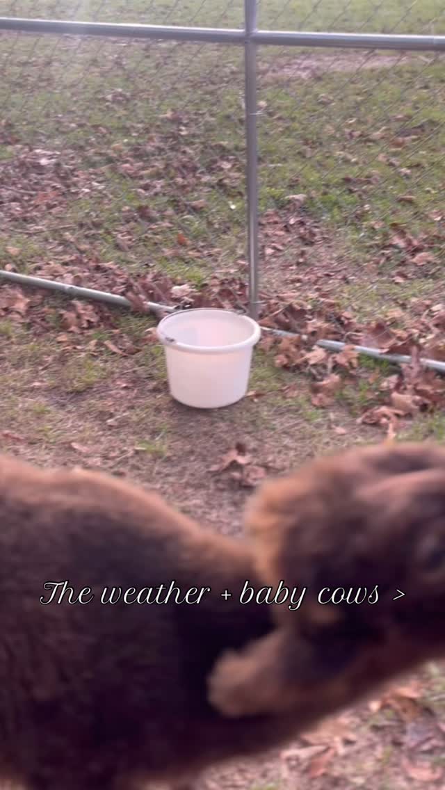 Baby cows, pumpkin spice, the crisp feeling in the air >
🥰🍂🍁☕️
#falliscoming #fallisintheair #fallstyle #bottleservice #cowsarecute #cowappreciationday