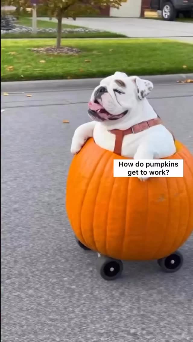 @eggnogthebulldog 🤣Would your dog get in a pumpkin mobile🤣