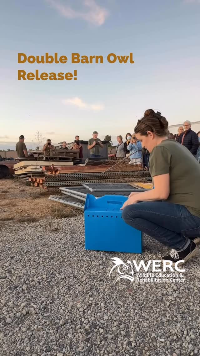 Last Sunday WERC released two barn owls back to freedom. These young owls were thrown from their nest box when it shattered during a powerful storm. Too young to survive on their own, they were brought to WERC, where they were stabilized. Barnadette, WERC’s educational barn owl did the job of raising the young owlets, teaching them to hunt and fly. Sunday’s celebration was the culmination of another successful rehabilitation by the staff and volunteers at WERC. #wildlife #barnowls #barnowlrelease #wildliferehabilitation