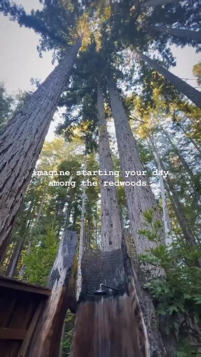 Well… you can! Sign ups end TUESDAY NIGHT. See what the viral redwood tree shower at @heartwood_mendocino is all about. 😌 #womensretreats #womensretreat #mendocino #mendocinocalifornia #redwoodforest #redwoodtrees