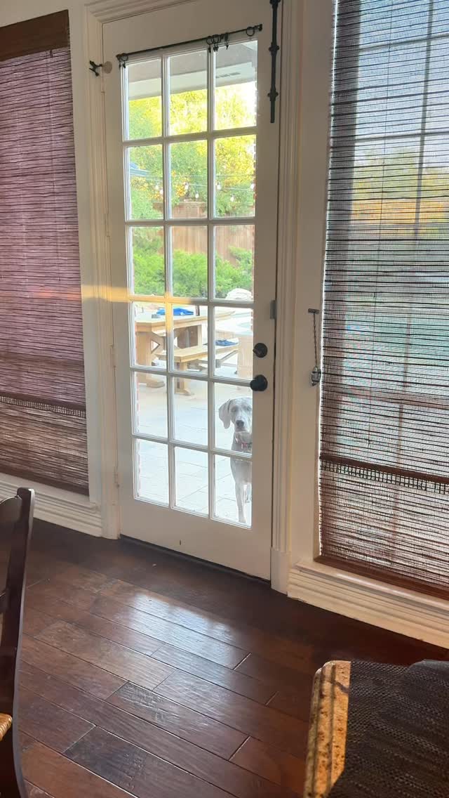 Knock, knock..who's there?🤣#weimaraners #weimaraner #funnydogvideos Join us at DOGAROOO — the Ultimate Dog Convention! 🐾🐕🐩
Mark your calendars 🗓️ March 6–7, 2027 at the @pasadena_conventioncenter in Pasadena, CA! This is the can’t-miss event for dog lovers everywhere. 🐶✨
Here’s what you & your pup can look forward to:
✨ Vendors & Sponsors with treats, toys, food & must-have products
🎓 Meet & learn from some of the world’s top dog trainers
🏡 On-site adoption area in partnership with local shelters ❤️
👑 Dog costume contest + “Best in Show” competition
🌳 Dog park, pet games, dog art, fashion and fun for the whole family
Our mission at Dogarooo Convention is simple: create the ultimate experience for dog owners while helping pups across California find their forever homes. 🐾
🐕💼 Interested in sponsoring or booking a booth? Email us through the link in our bio today!
📍 Pasadena Convention Center
📅 March 6–7, 2027
#Dogarooo #DogConvention #pasadenadogs #DogParents #DogsOfInstagram #amazonpets #amazondogs #convention #conventions #rescuedogsofinstagram #dogevent #dogreels #doginfluencer #doginfluencers #doginfluencersofinstagram #dogtoysofinstagram #petexpo #funnydogvideos #dogtraining #dogtrainers #dogtreat #funnydogs #funnydog #losangelesdogs #weimmoments #doginfluencersofinstagram #funnydogreels #weimaraners #weimsofinstagram #weimaddict