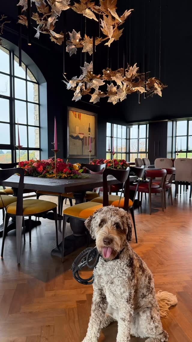 Beryl 🐶 has been helping the team with some beautiful flowers for a special birthday lunch @extonparkvineyard
#blomster #blomsterdekoratör #blomsterdesigns #florals #extonparkvineyard