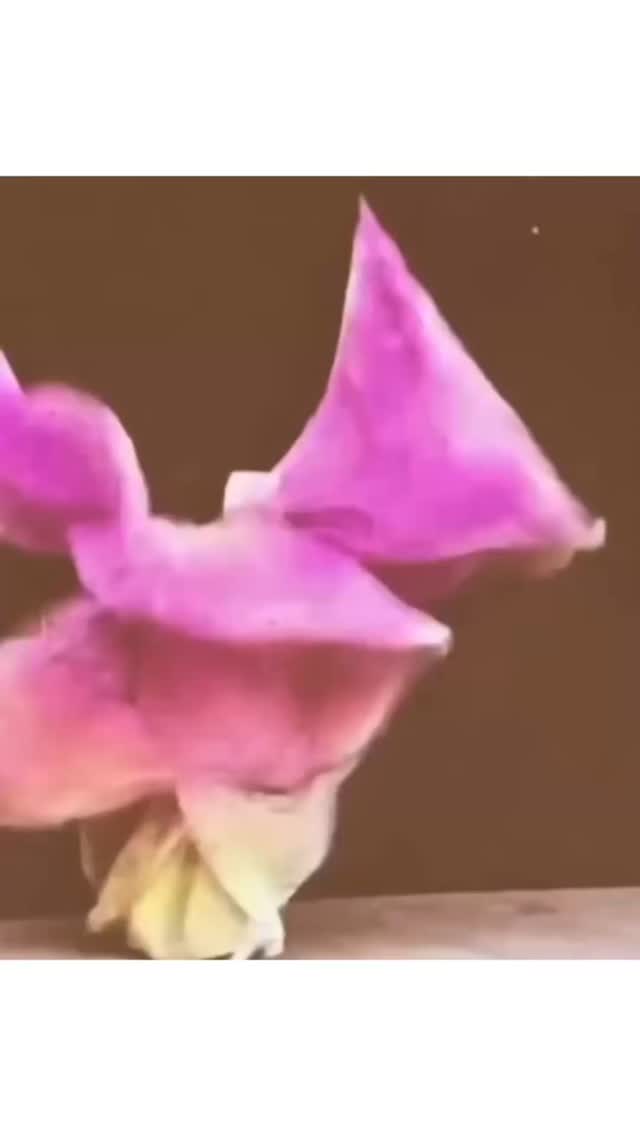 Fred starter med forståelse.…
Hvorfor bruge tid på selvudvikling og selvbevidsthed?
Fordi det er her, vi begynder at se nuancerne.
Når vi tør fordybe os i os selv, bevæger vi os væk fra den barnlige sort/hvid-tænkning – hvor vi (ubevidst) dømmer os selv og andre som enten gode eller dårlige, rigtige eller forkerte.
I den slags snævre opfattelser bliver det svært at være menneske. Vi lever i frygten for at blive dømt – eller kæmper konstant for at være “den gode”. Begge dele er udmattende.
Men når vi begynder at se mere nuanceret – og virkelig forstå os selv og hinanden – opstår der klarhed. Og med klarhed falder behovet for at forsvare, dømme eller skabe afstand.
Fred starter altså med forståelse.
Med modet til at se både lyset og mørket i os selv – og møde grå- og farvezonerne med åbenhed.
🔸🧡🔸
Kærligst Pernille
Video via @thegreatwomenartists
______________________________________
#intuition
#1til1session
#selvbevidsthed
#alignment
#essens
#frekvensarbejde
#autencitet
#vibration
#bevidsthedsarbejde
#selvudvikling
#kærlighed
#kenddigselv
#selvomsorg
#hjertesager
#gennøglerne