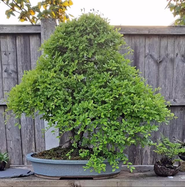 Chinese Elm 35yrs old. @southstaffsbonsai #bonsai #chineseelm #gardening #garden