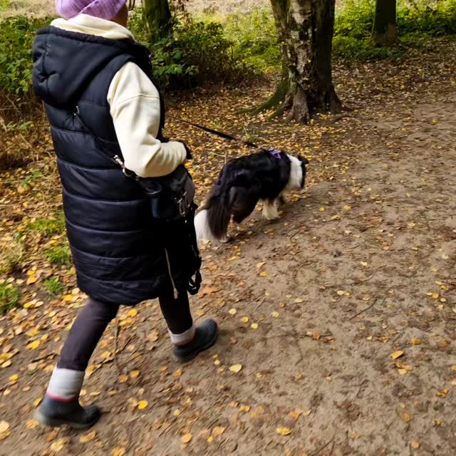Well, our teams really did make it look easy at #Wilmslow on the Common today. They were all really motivated, and despite the usual off-lead dogs (and not to mention sheep dog training going on nearby), they made it look like a breeze!
Team Nell, back for their third session, was on great form. With the introduction of junctions and road crossings, they made light work of their human and pet trail. Lovely enthusiasm and decision-making from this team in this mixed heathland environment. Well done, Team Nell ๐ ๐ ๐
Team Raven, always up for a challenge weaved their way through small wooded paths, heathland tracks, discounting backtracks and difficulties and although ducks nearly won Raven over, found her human firstly from scent left on a sign and then a second-hand, hand-scent with super motivation and great scent discrimination. Great work, Team Raven. Well done ๐ ๐ ๐
Team Angus, back for their third session hadn't trailed for a few months, but Angus immediately recognised the game and made super progress, well managed through some life challenges with other dogs, to get Angus's super-hound nose working. Good management at newly introduced junctions delivered results, and both human and pet trails solved efficiently. Great trailing Team Angus ๐ ๐ ๐
The next daytime availability is Friday afternoon at #Sandbach, so if you're looking to treat your dog to a fun, sensory experience, check out #mantrailing session availability at www.dogtrailing.co.uk/book