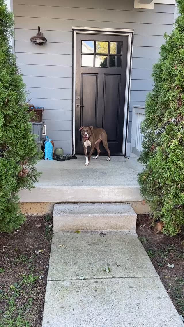 Mila helped out with Simon’s lesson today and ended up getting the opportunity to meet Scooby & Sadie as well. She’s such a natural little leader, and she’ll be handsomely rewarded.
#smalldogsofinstagram #pitbullsofinstagram