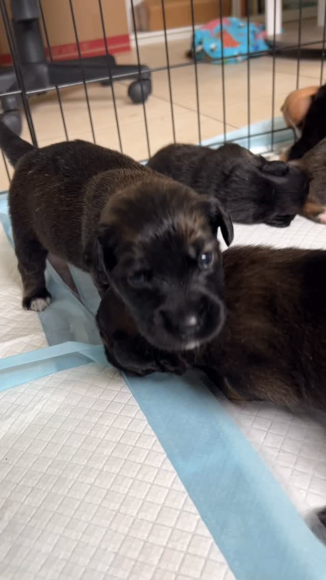 Mapleās babies are all getting so big! They will be 3 weeks old on Friday and this past week has been the biggest for their development. All of their eyes are open and they are walking (well stumblingā¦lol)
We will start accepting adoption applications for them soon, and they can go to their foster-to-adopt homes once they get their first round of shots between 6-8 weeks.
In the meantime, we still need to raise $800 to cover their first round of shots! If youād like to donate, please do so through the links in bio or on our website. THANK YOU!
We also sent out their DNA tests so we will post those results in a few weeks once we get them!š
#puppies #shepherdpuppies #floridadogrescue #adoptsavealife #fosterdogs #fosterpuppies #dogrescue #floridadogs