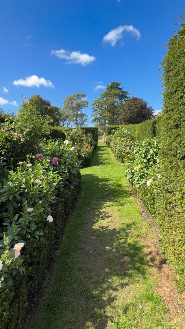 Appreciation for our beautiful, colourful, Dahlia border that brings so much joy to the garden.
Soon to be dug up and put into hibernation for their winter sleep.
