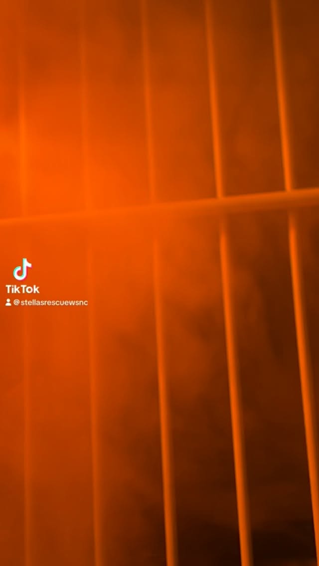 Theatrics brought to you by Gunky & his upper respiratory infection. Reminder that spooky szn ends and cuffing szn begins, in like, ✌️ weeks. Our man Gunky: 1. Isn’t afraid of commitment. 2. Is always warm and cuddly. 3. Won’t ask you to “make a list” of “things you needs help with”. (he also won’t help but remember 1 & 2) #stellasrescue #cats #adoptdontshop #catsofinstagram #spooky #cuffingseason #cats_of_instagram