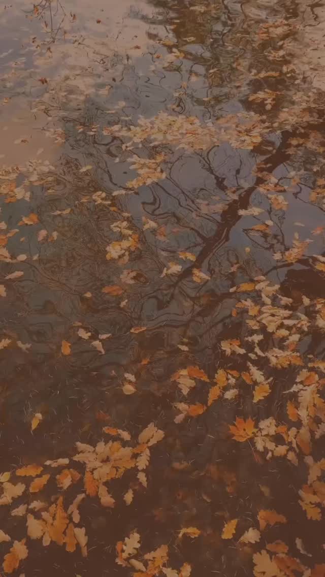 As the leaves turn and the air cools, we are reminded to slow down and notice the small moments that bring warmth: a cozy sweater, a favorite fall drink, or the comfort of a good book. 🍁
This season we took time to explore New England to admire the fall colors, wander apple orchards and small towns, leaving books along the way. We believe a book left behind carries a piece of Chelsea’s spirit, waiting for someone new to discover it.
We’ve now shared over 600 Chelsea’s Books labels with friends, family, colleagues, and even strangers who’ve joined this growing circle of kindness and connection. 💙
Fall is the perfect season to reflect, to read, and to share. So find a cozy corner, pick up a story that warms your heart, and if you feel inspired, leave a book for someone who might need it most.
If you’ve received labels, don’t forget to log your book and where you left it at ChelseasBooks.org. Each entry helps us follow her story’s journey.
If you want to join the journey you can:
1. Order your free labels at ChelseasBooks.org
2. Place a label inside a book you love-something that brings comfort or joy.
3. Leave it in a Little Free Library, coffee shop, or park bench for someone new to discover.
4. Log your book on our website to watch and see where her stories go.
#ChelseasBooksOrg #FallReads #InMemoryOfChelseaWilliamson #BookJourneyForChelsea #MentalHealthAwareness
#SuicideAwareness