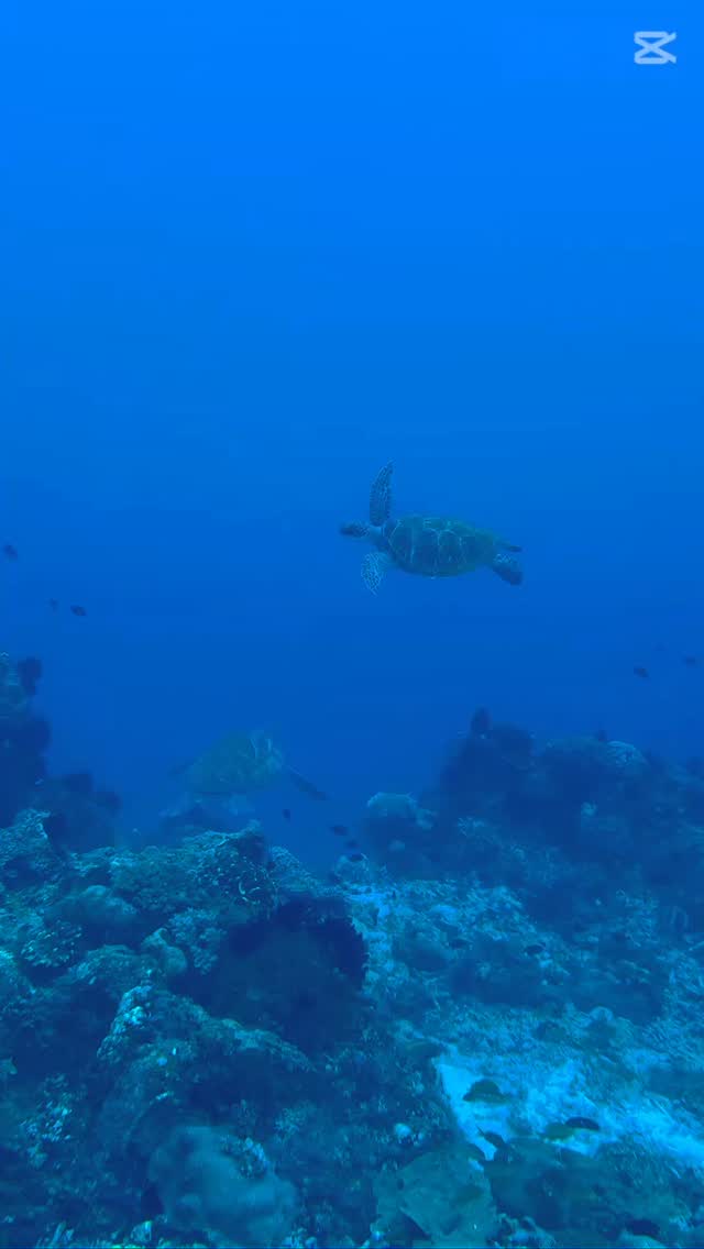 Time for Turtle Season 🐢🐢🐢
Sightings of these majestic marine creatures have significantly increased during our dives lately!
Here’s some footage from just one of our dive sites here in our beloved corner of Cebu - Santander❤️
For bookings & inquiries:
Email: diveandstay@southseasbrdc.com
Whatsapp: +63 956 305 1200
.
.
.
.
#diveinsouthseas
#familyadventures
#housereefcafeandbar
#diveintoadventure
#UnderwaterAdventures
#lovethephilippines #ssbrdc #santander #cebu #philippines #santandercebu #staytasteenjoy #dive #snorkel #seac #divesouth #divecebu #divephilippines #adventure #islandlife #itsmorefunincebu #travel #moalboal #sardine