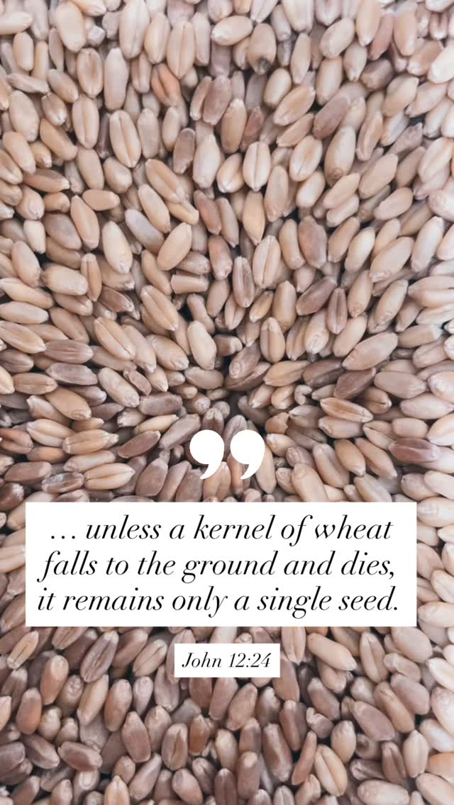 This verse is not only prophetic in the spiritual realm but also the physical realm both in the field as well as in our bodies. When we consume the whole seed it gives life to our bodies and we’re able to accomplish what God intended for us to accomplish here on earth!
#breadislife #freshmilled #nutrientdense #breadishealthfood #freshmilledflour #dailybread