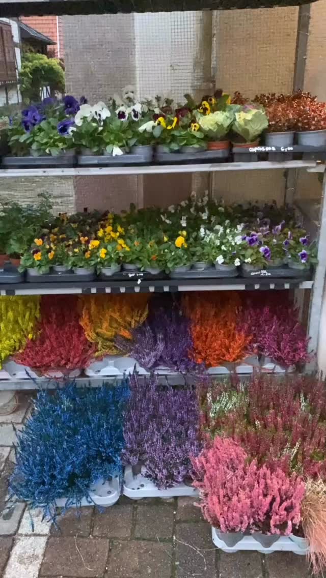 🍂 La Toussaint approche 🍂
Toutes nos compositions florales sont réalisées à la main et avec le cœur, pour rendre hommage à vos proches avec douceur et authenticité 🫶🏼
Je continue à produire régulièrement, mais n’hésitez pas à passer commande dès maintenant pour être sûr(e) d’avoir vos fleurs prêtes à temps.
🌸 Pensez à venir voir nos créations en boutique !
📅 Horaires semaine prochaine :
📍 A L’Ô DE ROSE
10 rue des Barons de Fleckenstein, Soultz-sous-Forêts
📞 03 88 80 52 23
Nos horaires :
Dimanche 26/10 : 10h à 12h
Lundi 27/10 : fermé
Mardi 28/10 : 9h à 12h - 14h à 18h30
Mercredi 29/10 : 9h à 12h - 14h à 18h
Jeudi 30/10 : 9h à 12h - 14h à 18h30
Vendredi 31/10 : 9h à 12h - 14h à 18h30
Samedi 01/11 : 9h à 12h
Dimanche 02/11 : 10h à 12h