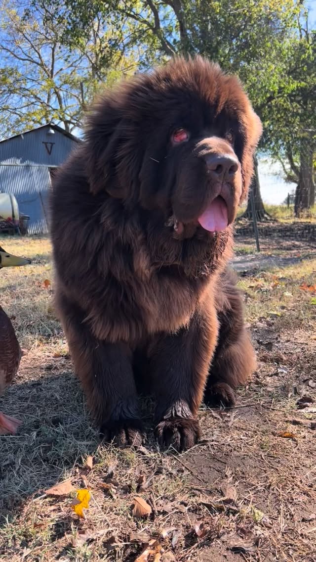 The coolest friend a duck could have!
#dog #duck #dogsofinstagram #ducksofinstagram #bestfriends