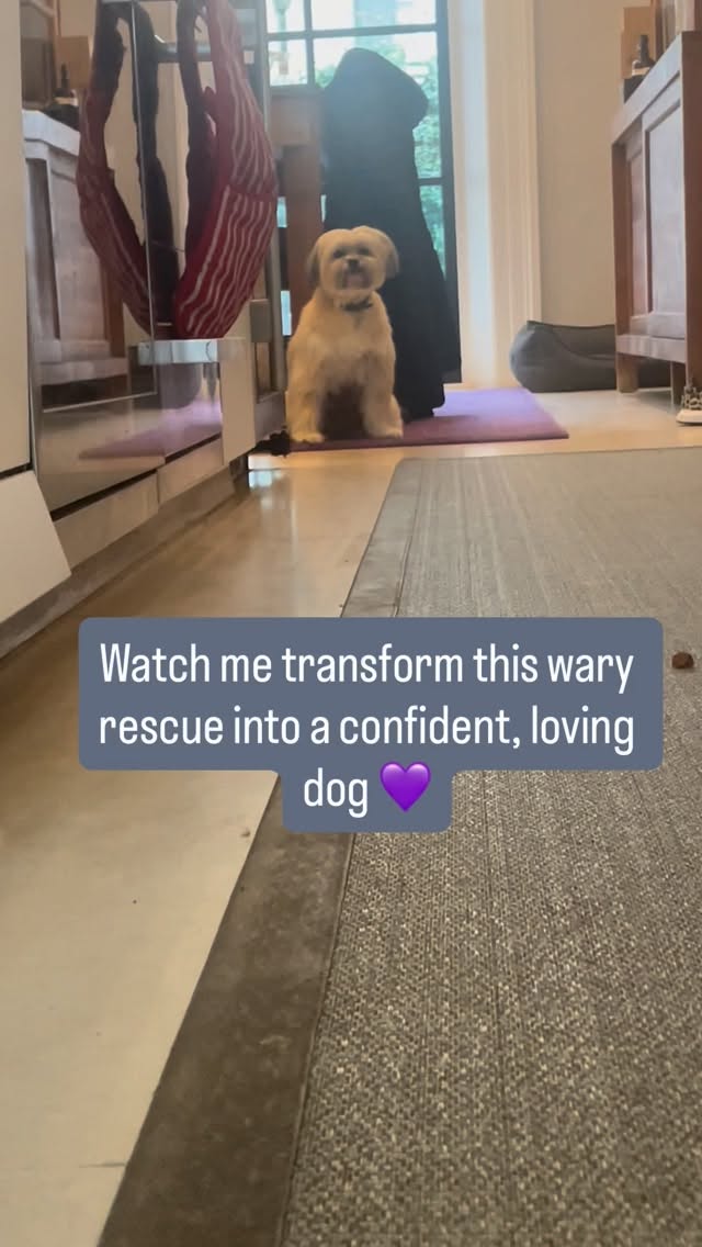 Ricky was rescued and came to me wary of strangers and reactive to collars.
So we started by building trust, creating space, time, and calm energy.
This moment when he chose to come and say hello was the first step in transforming his fear into trust. 🐶💛
Trust can’t be forced. It’s earned! And it takes time and patience.
His humans struggle to find someone to walk him because of his reactivity.
That’s where my Walk & Train service truly helps.
I offer professional support for those “simple” daily tasks that can feel overwhelming for reactive dogs and their families.
If you’re going through something similar, you’re not alone.
✨ DM me to start your dog’s confidence journey today!
#DogTrainingLondon #WaryDog #BuildingTrust #ReactiveDogHelp #DogBehaviourist #FearfulDog #ConfidenceTraining #LondonDogs #DogTrustTraining #PuppyParentsLondon