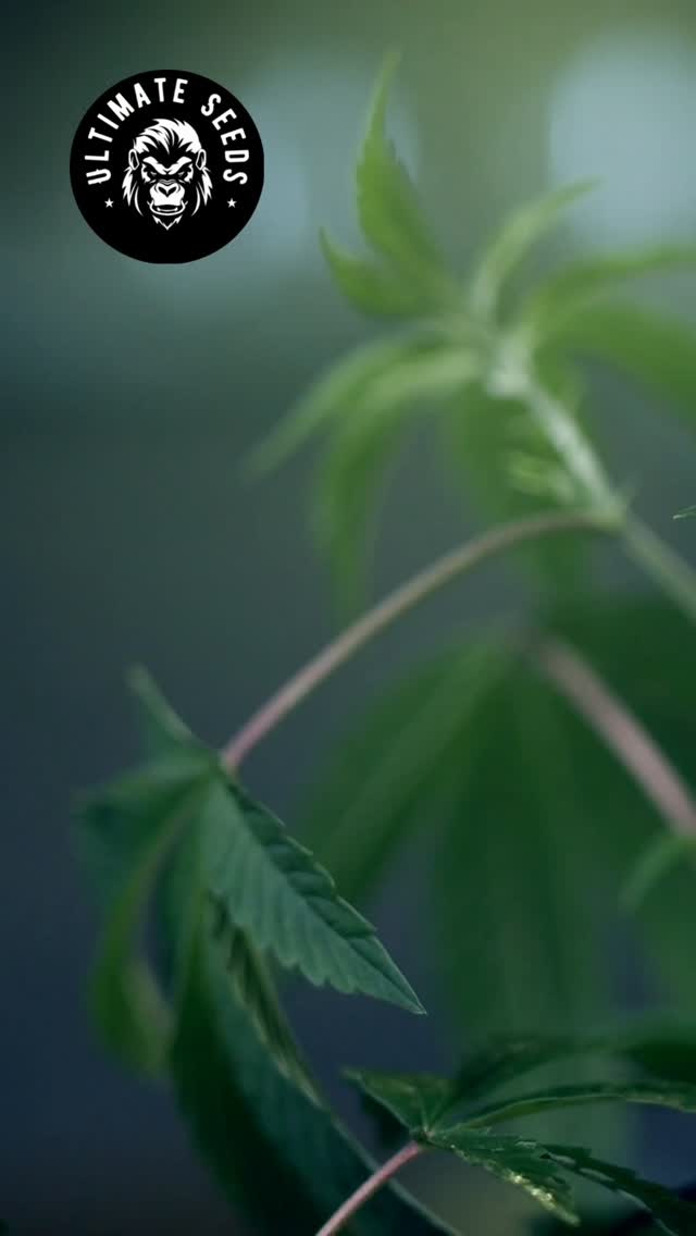 Every seed, a promise of perfection.💎
Selected and grown with passion. 💚💫
#HighQualitySeeds #GrowWithExcellence