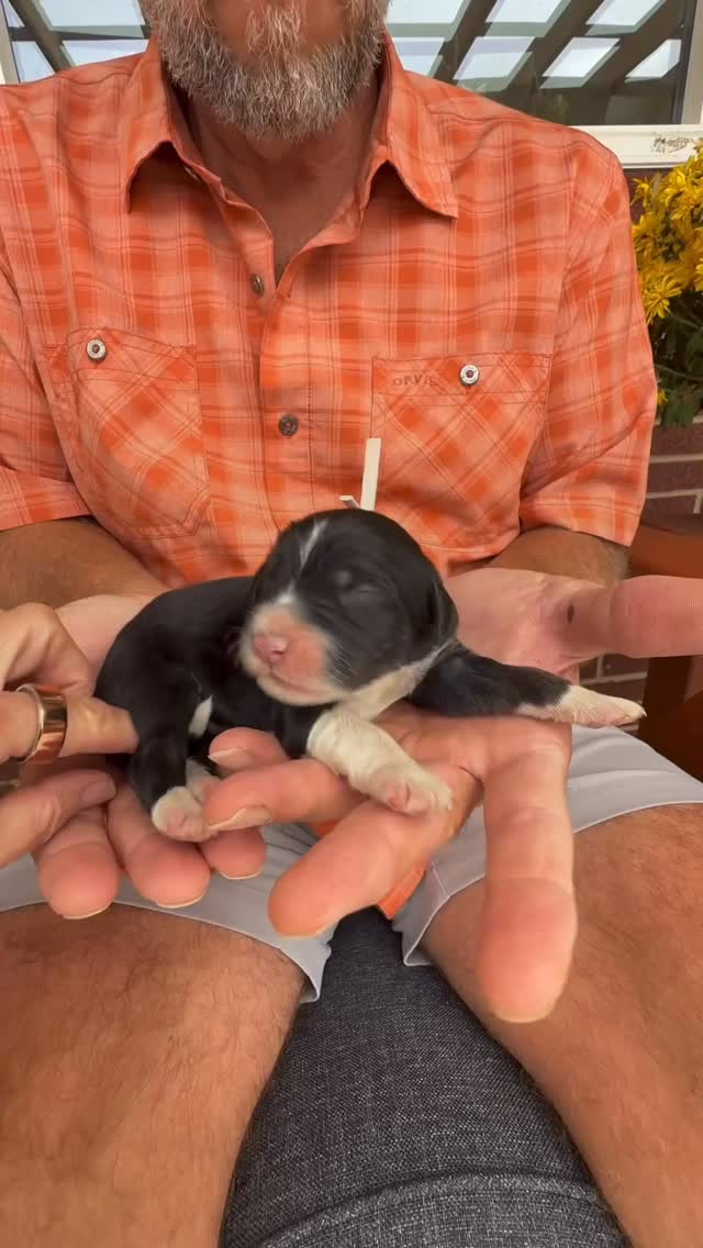 Falling in love over here with our Standard Bernedoodle Beauties! In honor of the beautiful falling leaves, we have named this litter after our favorite forest trees. Meet Oak, Birch, Willow, Elm, Aspen, Maple & Cedar! DOB 10/9/25 @elevatedstandardsnc 🍂🐶🍁