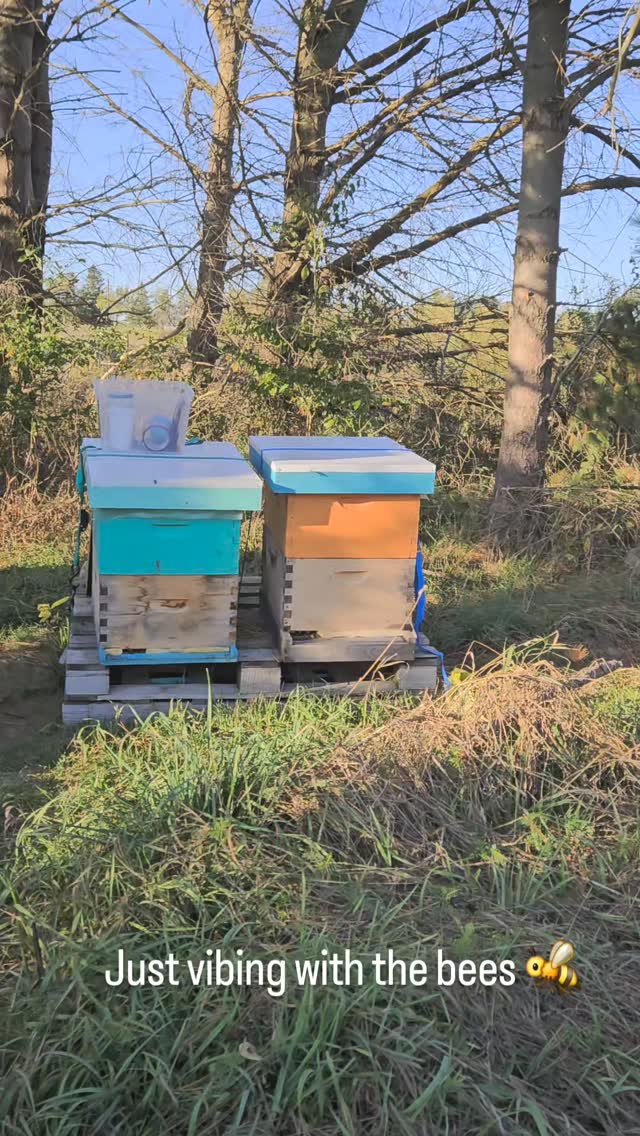 Buzzing fall 🐝 bees
#ontariohoney #localhoney #bees🐝 #honeybees #beehives #beeswaxcandles #apiary #beevibin🐝