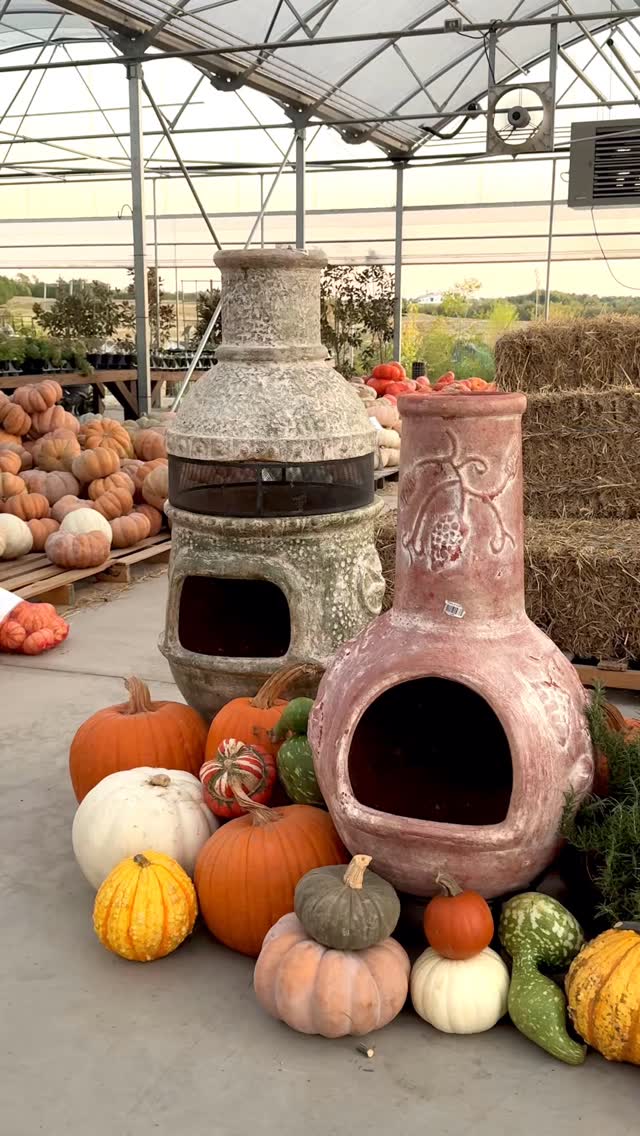 🔥 Cozy Vibes Alert! 🔥 Warm up your outdoor space with a charming Chimineas, available now! Perfect for chilly nights, they bring a touch of rustic coziness to any garden or patio. Come visit us and pick one up today. #homegrownplants #CozyVibes #ChimneyLove #hgp380 #farmersville
