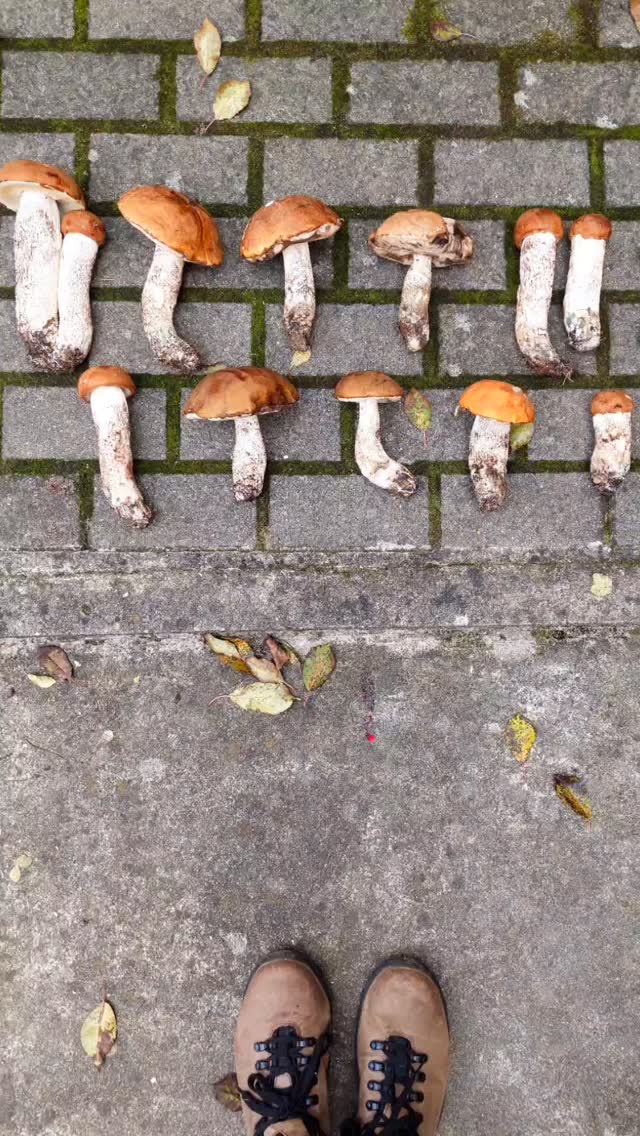 #inšpirácia #zlesa #hriby #kednevyrabam #oddych