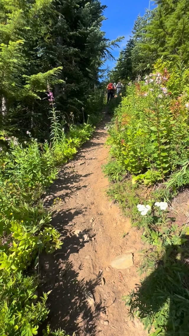 📍Evergreen Mountain Lookout
🗺️Wild Sky Wilderness/Skykomish
🥾2.8 miles out & back
(if the gate is open…8ish miles if it’s locked)
🏞️1,425 ft elevation gain
⛰️5,587 highest point
Trail notes: this little hike offers major bang for your buck. Olympic-level views without Olympic level effort.
You gain all the elevation in 1.4 miles, so it’s a bit of a climb but so worth it. Also, since all the gain is on the way to the fire lookout, that means you’re going down the whole way back. This trail offers mountain views nearly the whole way. It’s one of those treks that offers near-constant wow moments. Also lots of wildflowers and delicious berries lining the trail. If you’re a mountain lover, put this one on your list!
Tips: on-leash dog friendly, but no water source and no reception (you’re properly in the wilderness) so be sure to bring water and snacks for you and your pup, and (as always) pack out what you pack in, and let someone know where you’re headed and when you anticipate being back.
Happy hiking!
Xx
The future, wild
.
.
.
.
.
.
#pnwonderland #thefuturewild #getoutsideandplay #explore #hike #hikewashington #pnwhiking #mountainviews #wildskywilderness #hikingadventures #bucketlisthikes