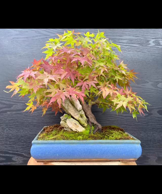 Japanese Maples. Autumn colours @southstaffsbonsai #bonsai #garden #gardening4pleasure #japanesemaples