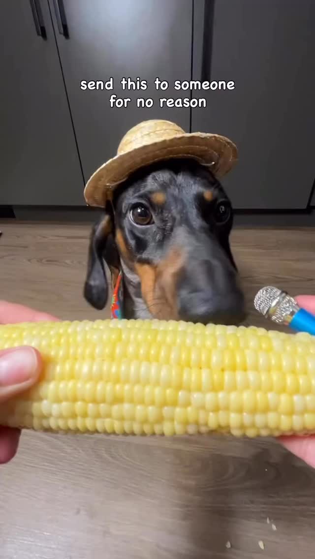 @leotheweeno 🤣🤣