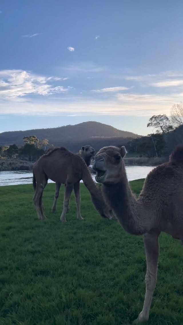 An evening down with these guys on the river is pure bliss. #lappifarm #farmstay #snowyriver #snowymountains #camels #cabinlife