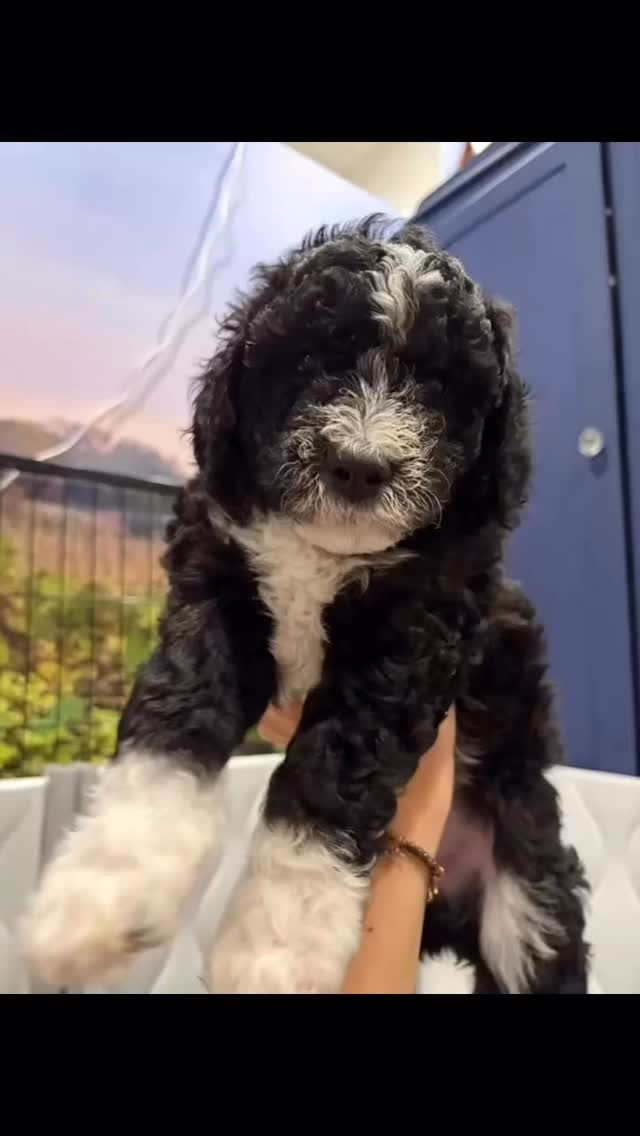 Hi there… it’s me, Omelet 🐶💗
I was so excited — I thought I already had my forever family picked out. But sometimes life changes, and the sweet family who was going to bring me home had to back out for personal reasons. It’s okay though… because I know my real family is still out there. Maybe it’s you! 💕
I’m an F1B Mini Sheepadoodle, and everyone says I’m full of personality — playful, curious, and the first to run up for snuggles. I’ll be around 25–30 pounds when I’m grown, just the perfect size for couch cuddles and adventures alike.
At C3 Sheepadoodles, I’ve been raised with our full puppy curriculum that helps me grow into a brave, confident, and well-adjusted girl. I’ve started crate and potty training, and I’m already doing great!
✨ Ready to go home October 24th
💉 Vet-checked, microchipped & first vaccine included
🏡 Comes with health certificate and lifetime of puppy kisses
🐾 Raised with love at www.c3sheepadoodles.com
I’m the last puppy from my litter, but that just means I get to be someone’s one and only. 💗
If you think you might be my person, please message or visit the website — I can’t wait to meet you!
Love,
Omelet 🐾
#MiniSheepadoodle #C3Sheepadoodles #SheepadoodlePuppy #ForeverFamily #PuppyLove #DoodleLife #OmeletTheSheepadoodle #DoodlePuppy