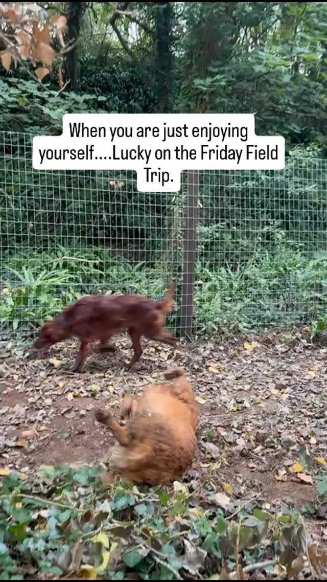 Enjoying the moment.....The Dog Field 🌳