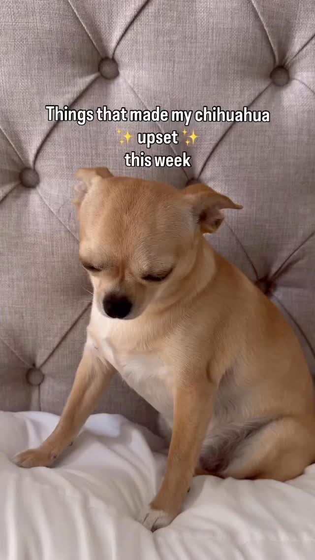 @honeyythechi her little face though 😢 #chihuahua #chihuahuas #chihuahuasofig #chihuahuaslover