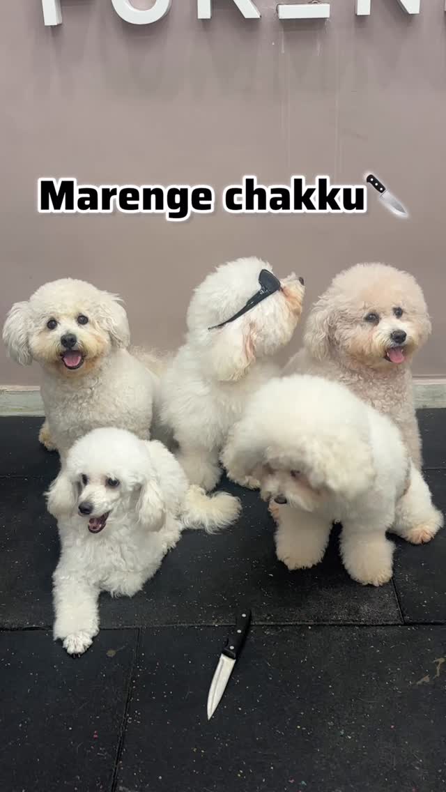 Its Titli’s Second Birthday Tomorrow aur boletoh hum sabne reel banaliiii❤️❤️
#mumbaipetslovers #petstudio #trendingreels #mumbaipets #dogsofinstagram #petcafe #trending #trendingaudio #funnyreels #funnyvideos😂 #fun #dogstyle #reels #reelsvideo❤️
(Trendingaudio,funnyreels,viral,trendy,dogreels,reelitfeelit,mumbaipets,places to visit in mumbai)