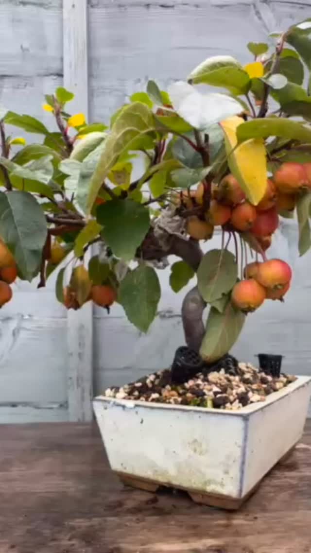 This Wednesdays meeting, will comprise of a talk giving advice/information on feeding and general care of your bonsai tree and a workshop for members to work on their own tree and get advice from other members. If you’re interested in joining a local friendly bonsai club then please come along and remember your first meeting is free. @southstaffsbonsai #bonsai #bonsaisociety