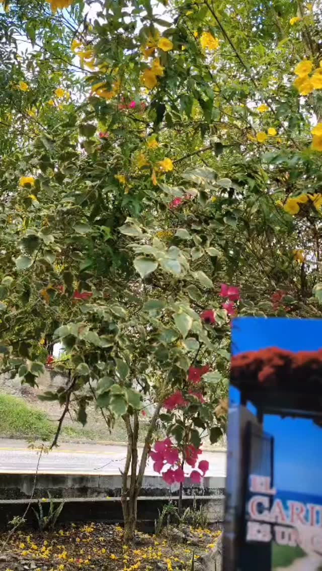 📖👌🏼 EL CARIBE ES UN CUENTO👌🏼📖
#martesderecomendarlecturas
🤌📙Recién “salido del horno” presentamos esta nueva antología literaria que reúne voces esenciales del Caribe, con relatos cargados de realismo mágico, memoria, fantasmas, amores y desapariciones.
🌟💛Este libro es puro reflejo de la riqueza cultural de la región. En sus páginas, los lectores hallarán un mosaico creativo donde confluyen narradores locales e invitados internacionales, que, cautivados por el espiritu caribeño, describen historias intensas, vivas y universales.
👏👏Felicitaciones a sus autores:
1. Jairo Napoleón Molina Vargas✓
2. Joysi Beatriz Redondo Echeverría✓
3. Dalenis González Villegas✓
4. Dimas Acuña Jiménez✓
5. Delia Etelvina Molina Molina ✓
6. Nevis Balanta Castilla ✓
7. José Gabriel Coley Pérez ✓
8. Stella María Cabarcas✓
9. Manuel Humberto Melo Mendoza✓
10. Elena Virgen Hidalgo Figueredo%
11. Juan Colón Castillo ✓
12. Federico SantoDomingo Zárate✓
13. Evelyn Ramos Miranda✓
14. Santiago Carlos Misol Roche (invitado de Uruguay )✓
15. Carmen Edith Jaramillo Ospino ✓
16. Guillermo Luis Nieto Molina✓
17. Roberto Antonio Yances Torres ✓
18. Jorge Gómez Peralta ✓
#literaturadelcaribe #libros #cuentos #elcaribeesuncuento #lachazarecomiendalibrosbonitos #amorporloslibros❤️📚