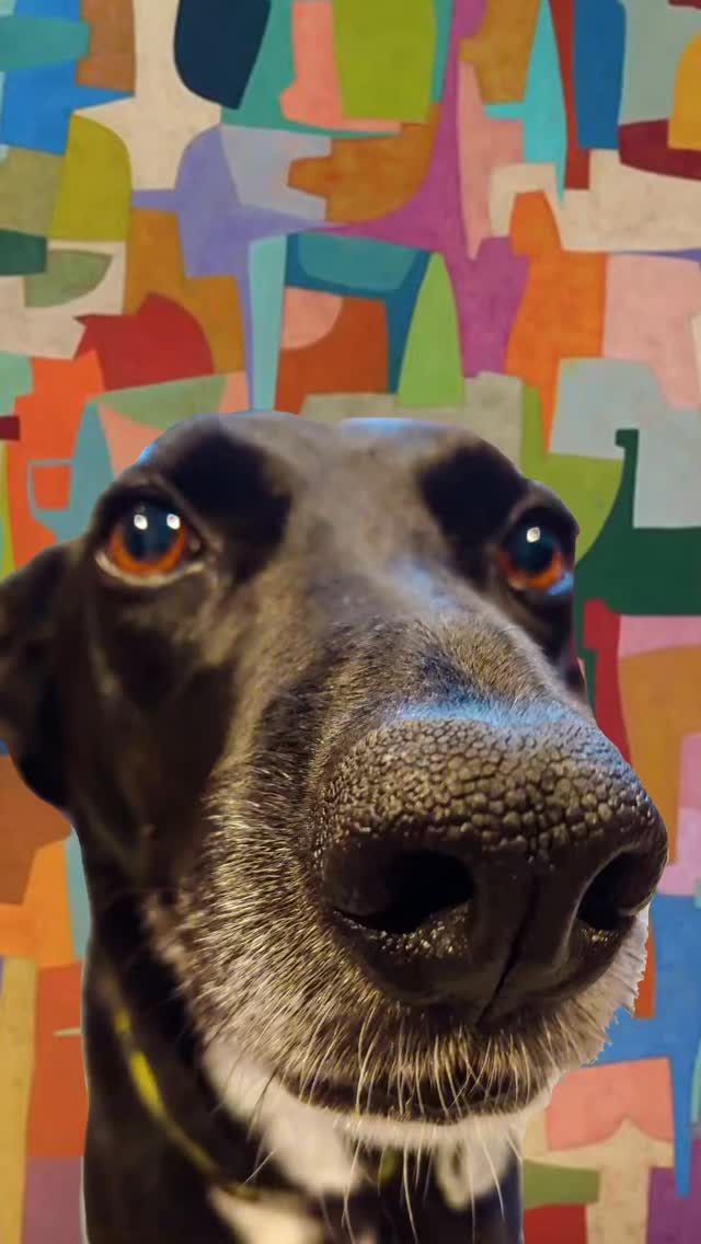 In Loving Memory of Stella
(“Star” in Italian)
2011 – 2025
Stella was a 14-year-old rescue from Alabama who became the heart of our home. It was clear she had once given birth to puppies before finding her way to us. Her calm patience and nurturing spirit seemed to carry that quiet history. For her first two years, she was silent, gentle, observant, and watchful. Then, one day, she found her voice and filled our lives with her spirited bark and loyal presence.
She never placed herself atop a bed or sofa, content always to rest nearby, until the day we brought home a small bench for the front foyer. She instantly claimed it as her own. From this perch, she watched over the property with quiet pride, her domain stretching from garden to tree line.
She loved basking in the warmth of the sun, waiting for the final portion of our family meals, and greeting every visitor and client who came to the office. Each one met with her signature tail wag and amber eyed steady gaze. Her proudest duty, however, was keeping the grounds free from critters, especially the deer.
Stella was loyal, brave, and deeply loved. A gentle guardian who found her voice, her home, and her place in the sun. Our bright and constant star.
.
.
#rescuedog #blackdog #familydog @nora.nbm @seb.marcus @daniel.j.marcus